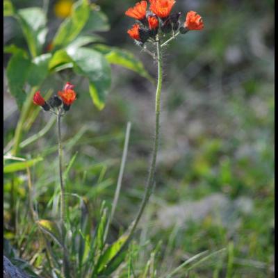 fleurs orange en capitule