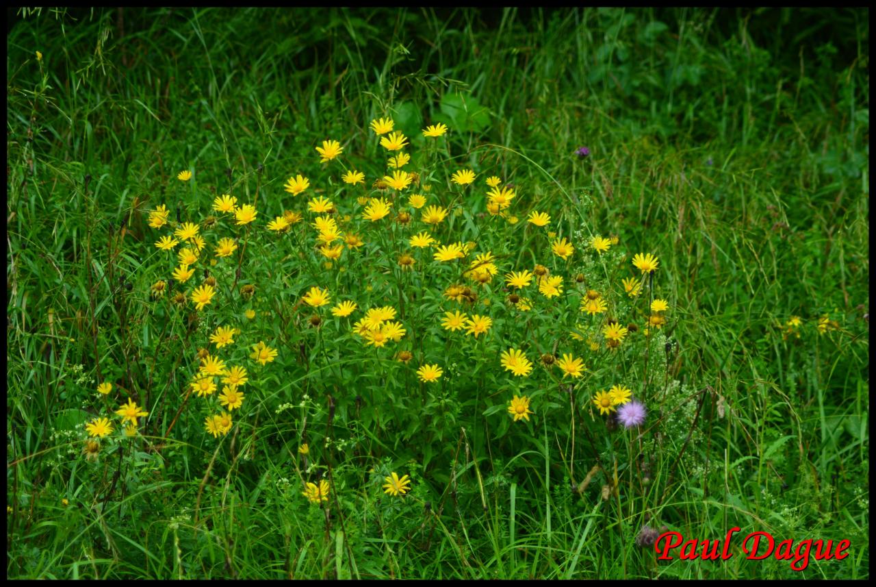 buphthalmum à feuilles de saule-buphthalmum salicifolium-astéracée