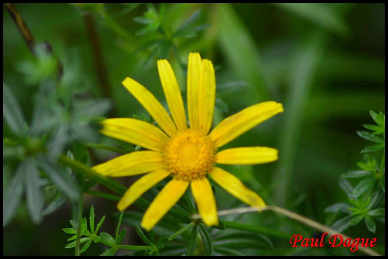 buphthalmum à feuilles de saule-buphthalmum salicifolium-astéracée