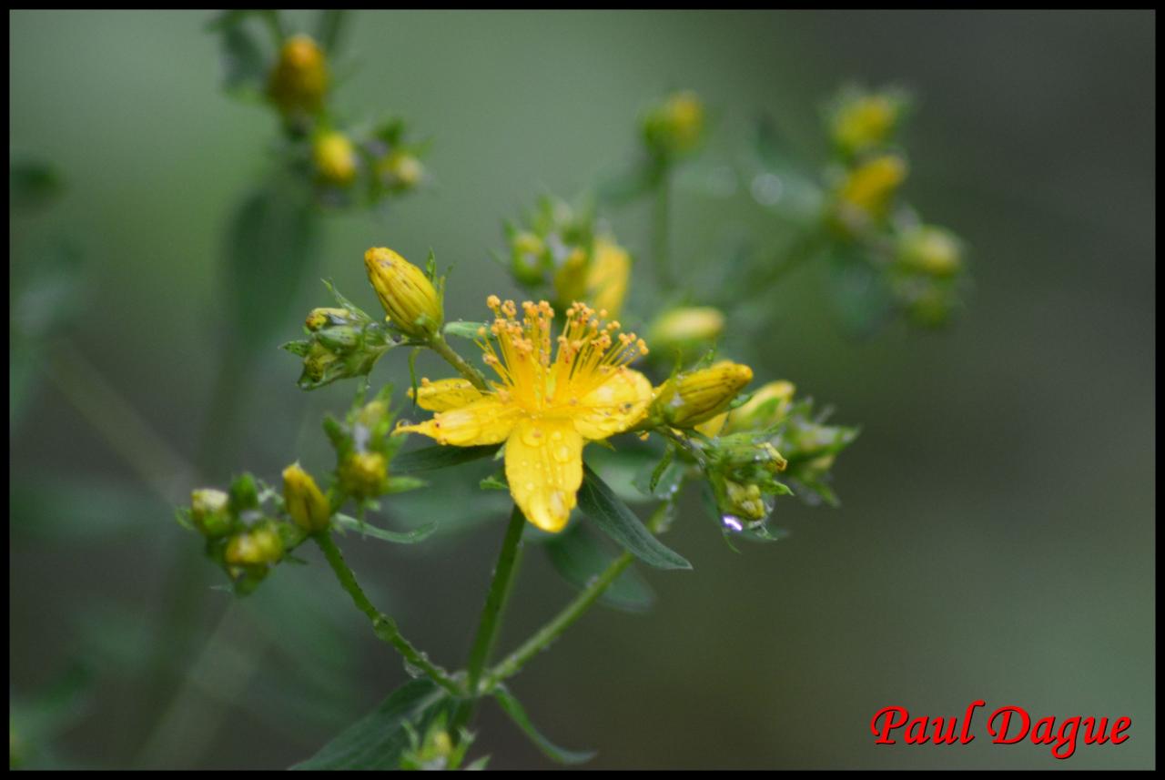 millepertuis perforé-hypericum perforatum-hypericacée