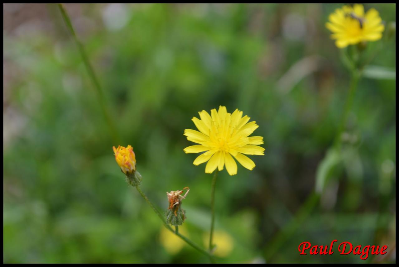 crépide capillaire-crepis capillaris-astéracée