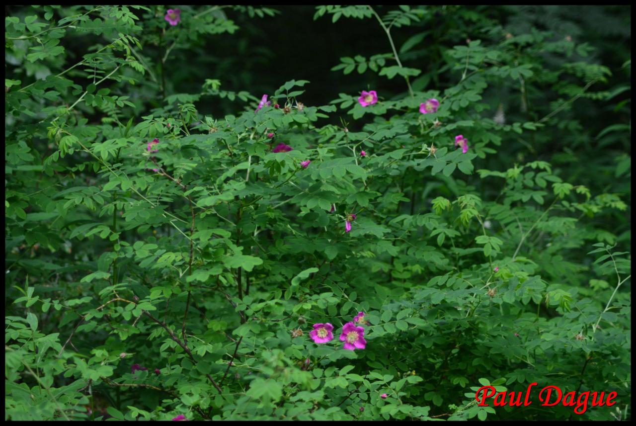 rosier des Alpes-rosa pendulina-rosacée