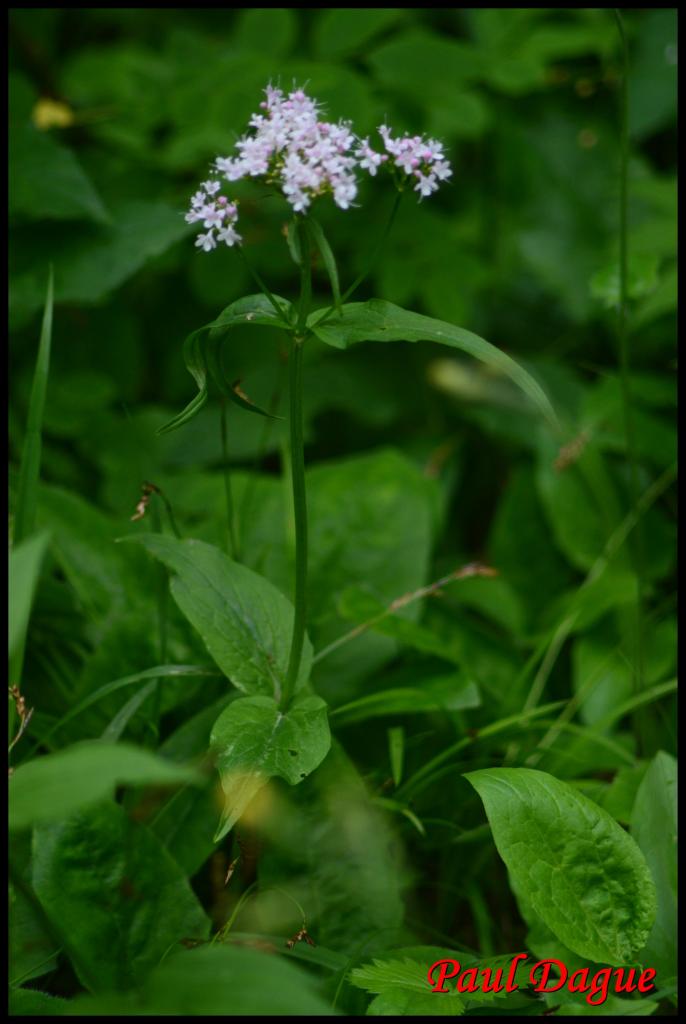 valériane des montagnes-valeriana montana-valerianacée