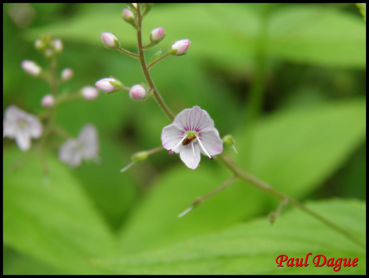 véronique à feuilles d'ortie-veronica urticifolia-scrophulariacée