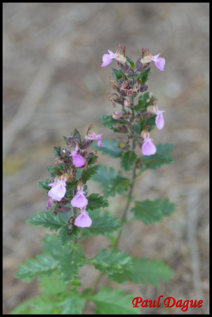 chênette-teucrium chamaedrys-lamiacée