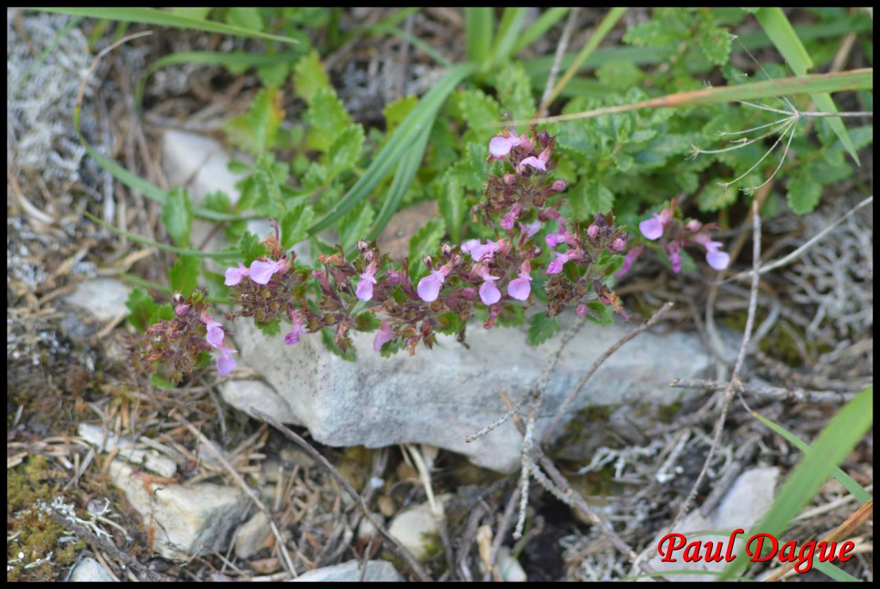 chênette-teucrium chamaedrys-lamiacée