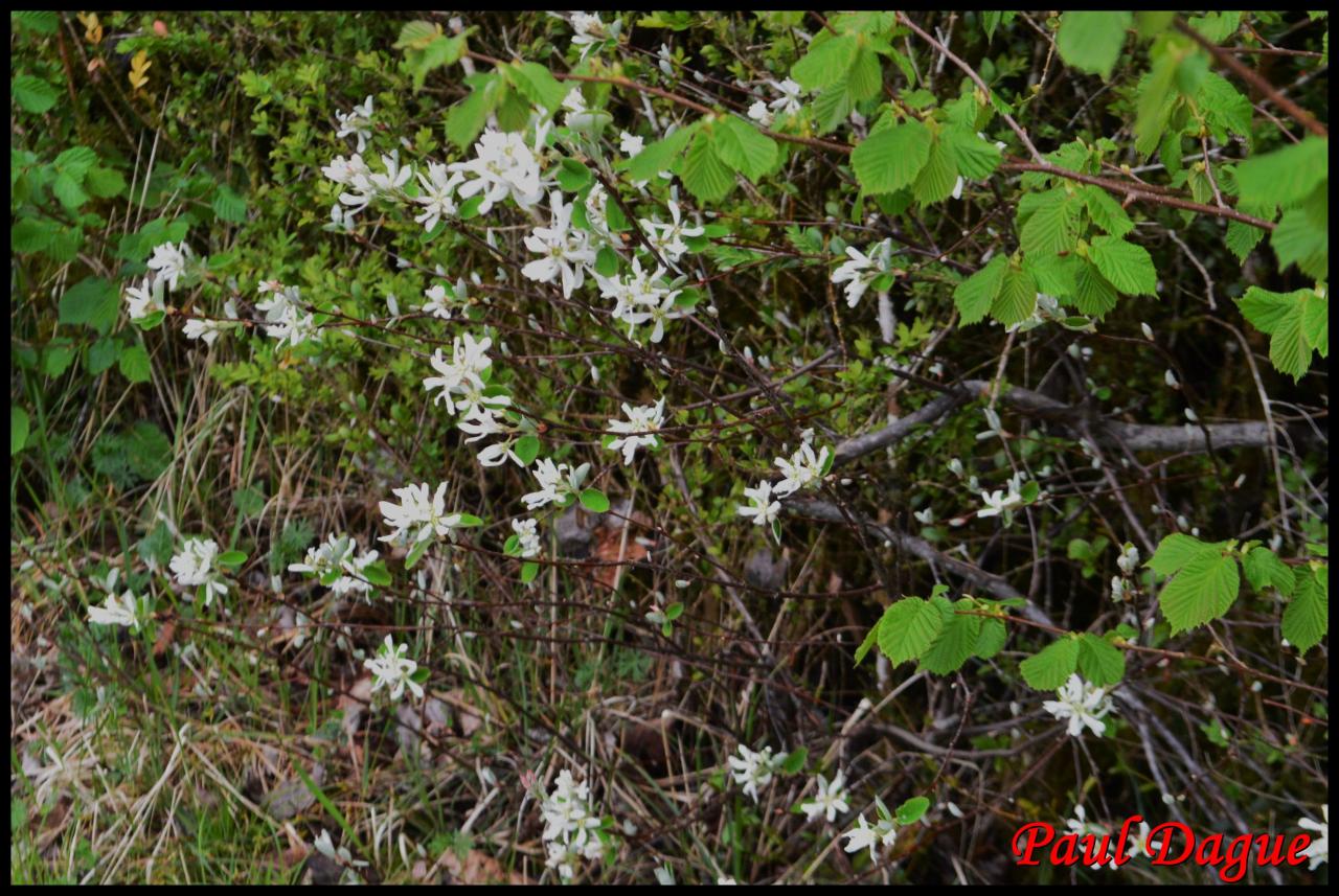 amélanchier à feuilles ovales-amélanchier ovalis-rosacée