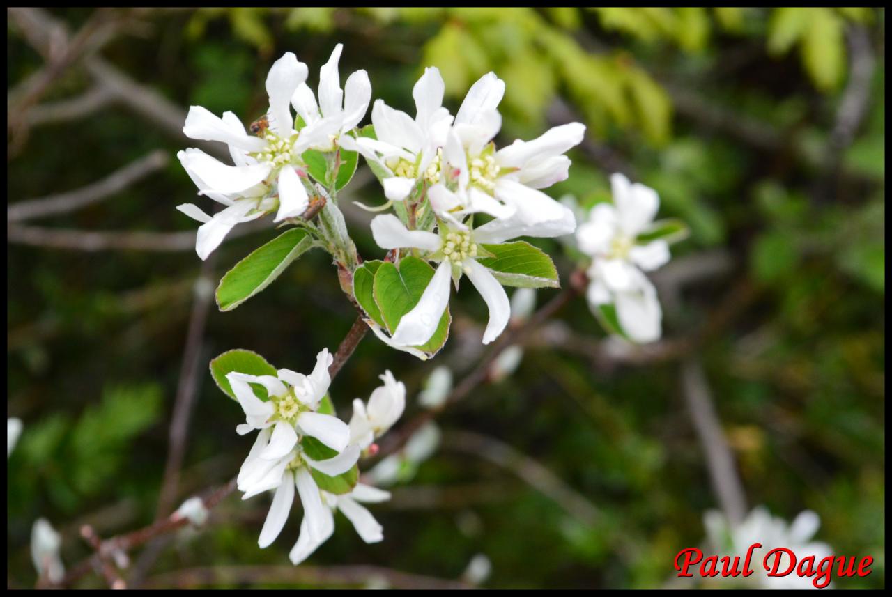 amélanchier à feuilles ovales-amélanchier ovalis-rosacée