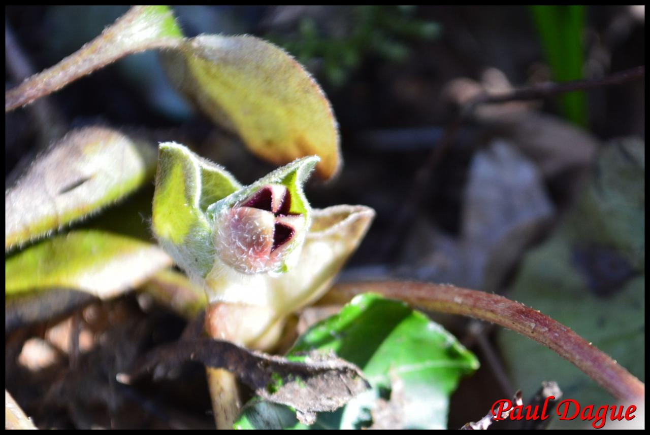 asaret d'Europe-asarum europaeum-aristolochiacée