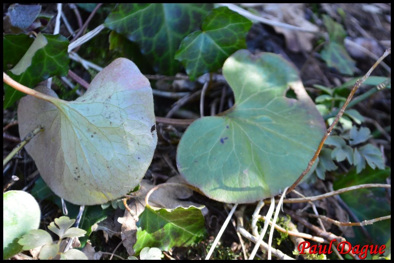 asaret d'Europe-asarum europaeum-aristolochiacée