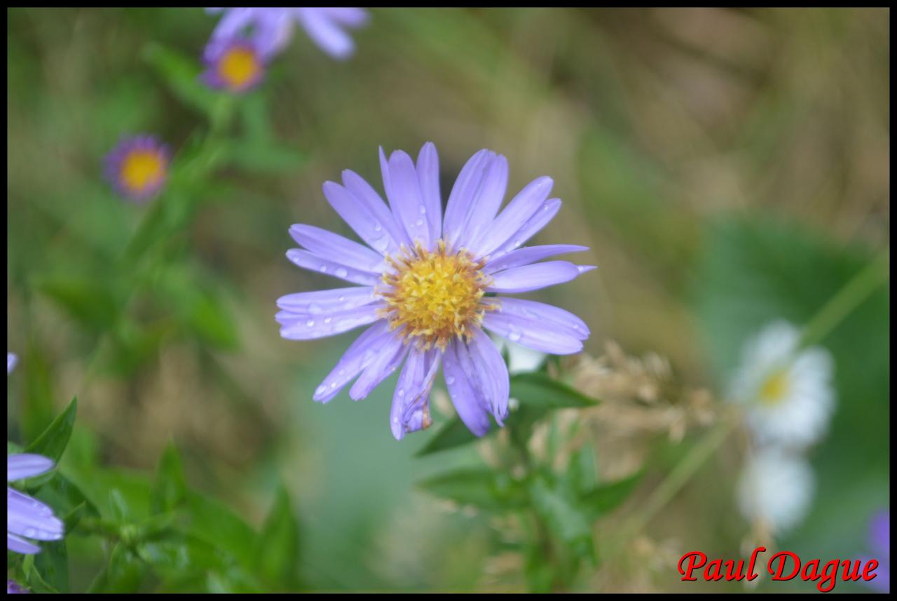 aster de la Nouvelle Belgique-aster novi belgii-asteracée