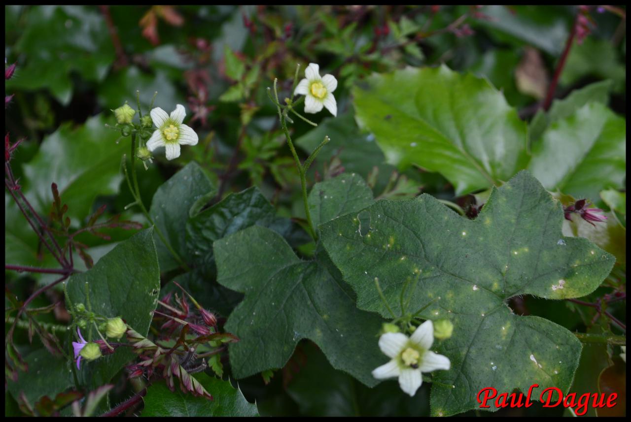 bryone dioïque-bryonia dioica-cucurbitacée