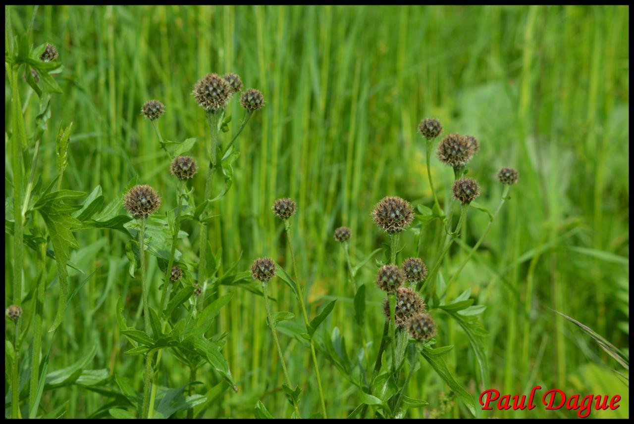 centaurée des Alpes-centaurea alpestris-astéracée