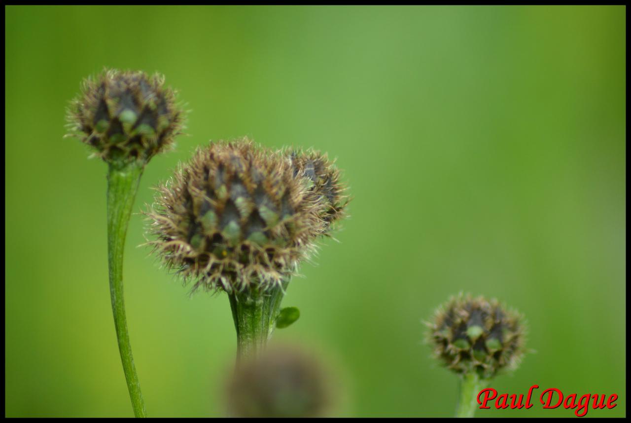 centaurée des Alpes-centaurea alpestris-astérac