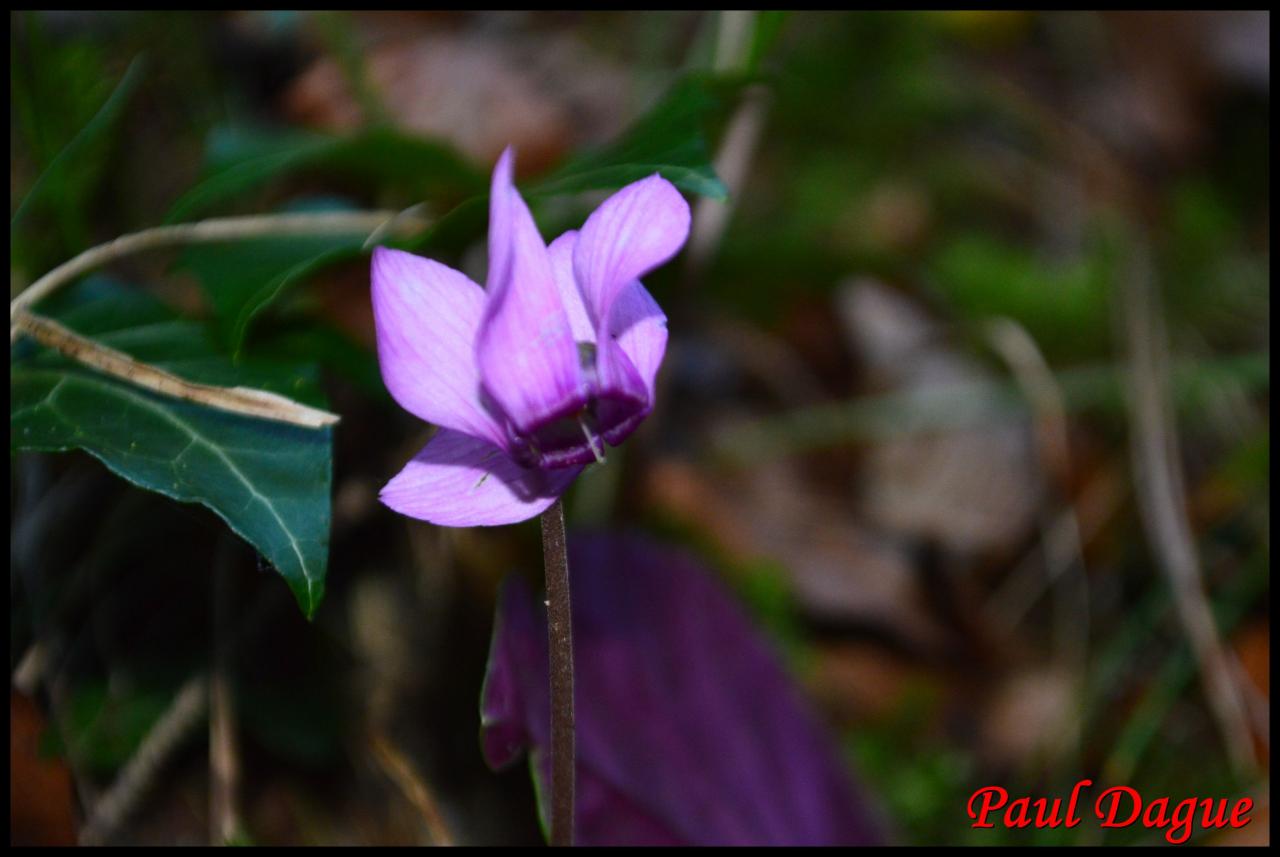 cyclamen pourpre-cyclamen purpurascens-primulacée