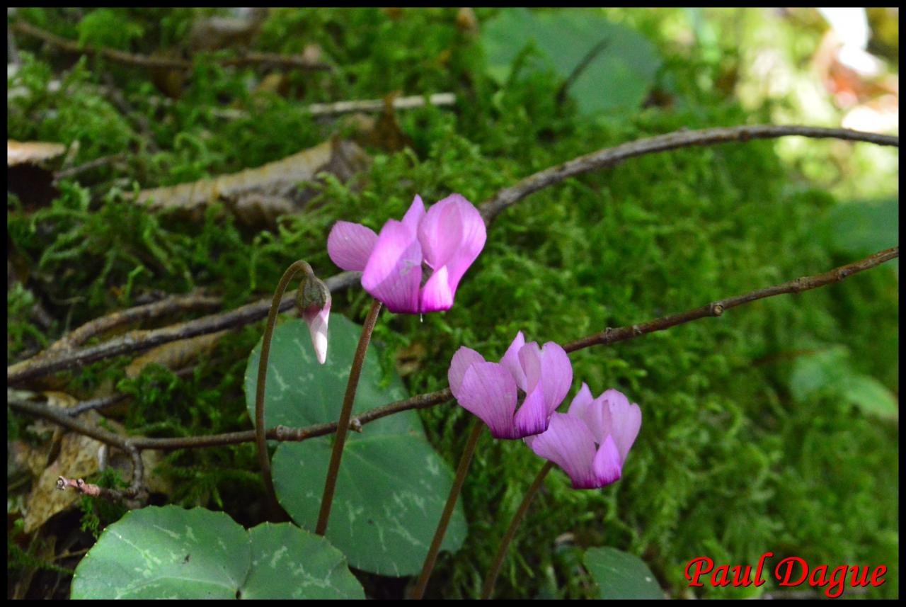 cyclamen pourpre-cyclamen purpurascens-primulacée