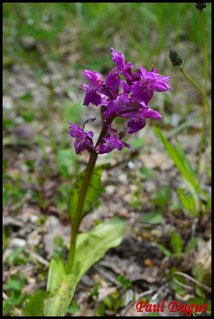 orchis de traunsteiner-dactylorhiza trausteineri-orchidacée