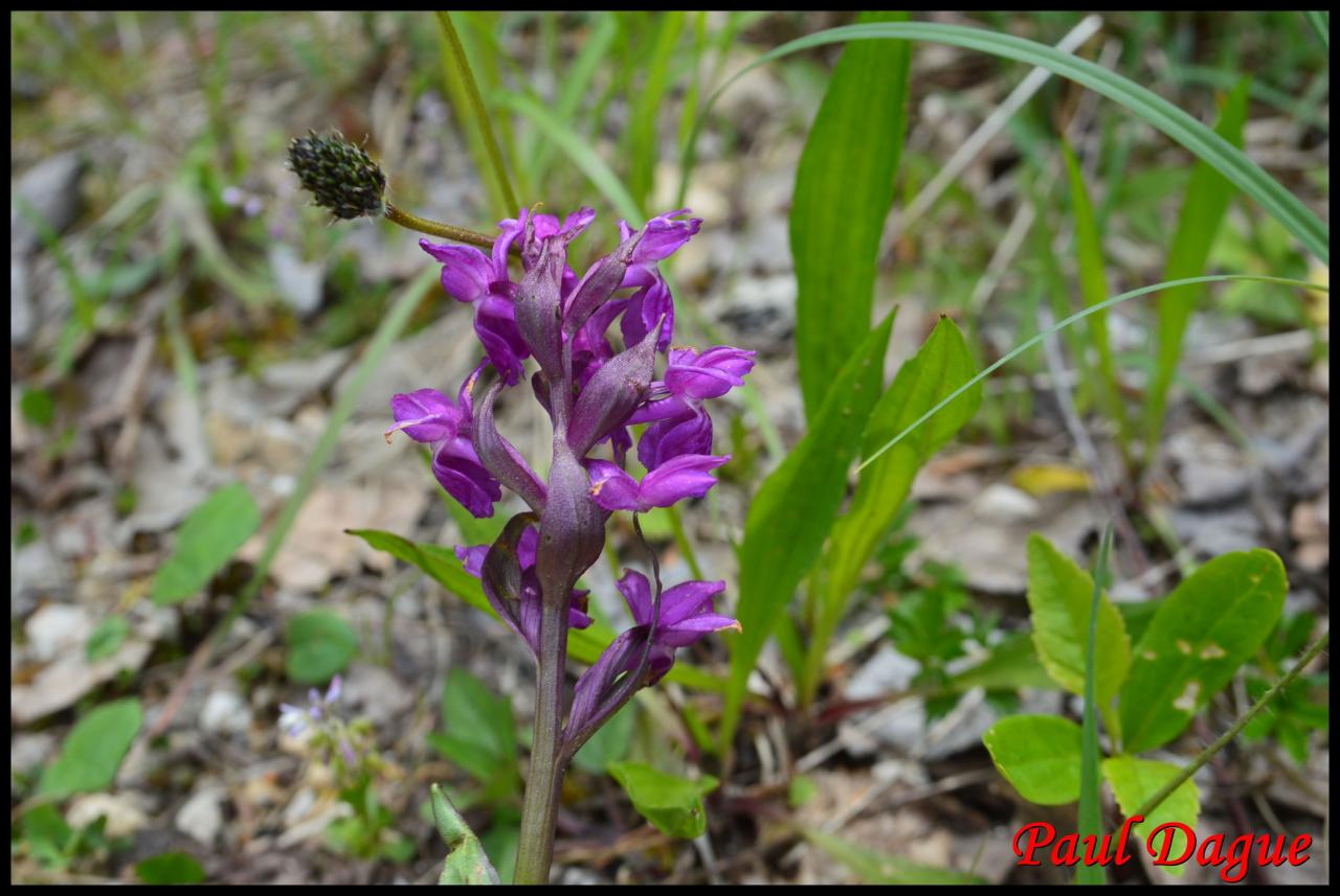 orchis de traunsteiner-dactylorhiza trausteineri-orchidacée