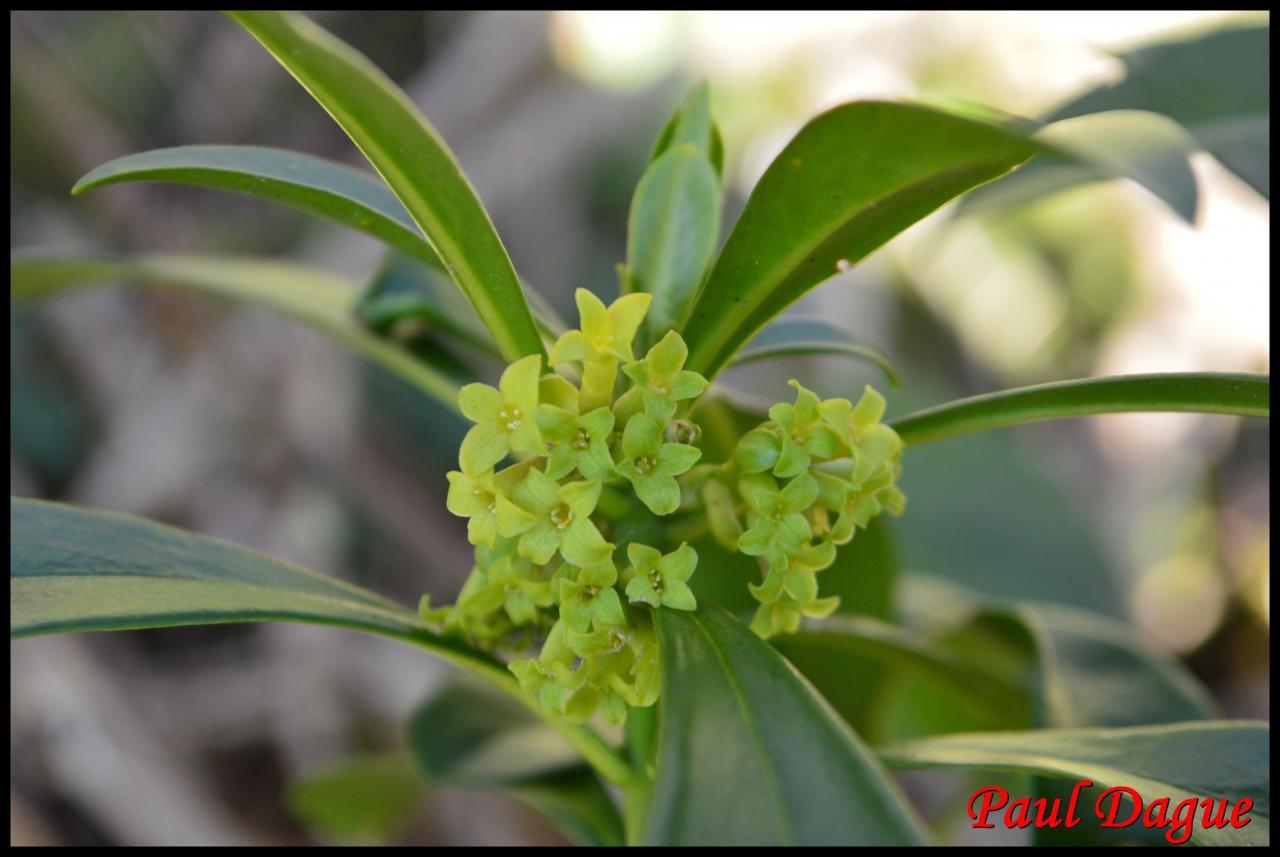 daphnée lauréole-daphne laureola-thymelacée