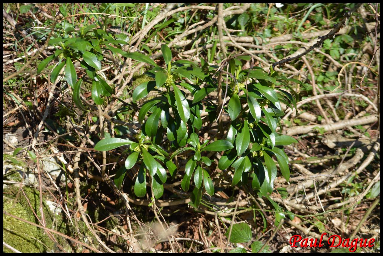 daphnée lauréole-daphne laureola-thymelacée