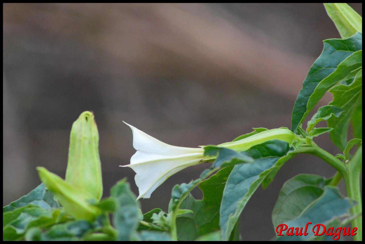 pomme èpineuse-datura stramonium-solanacée