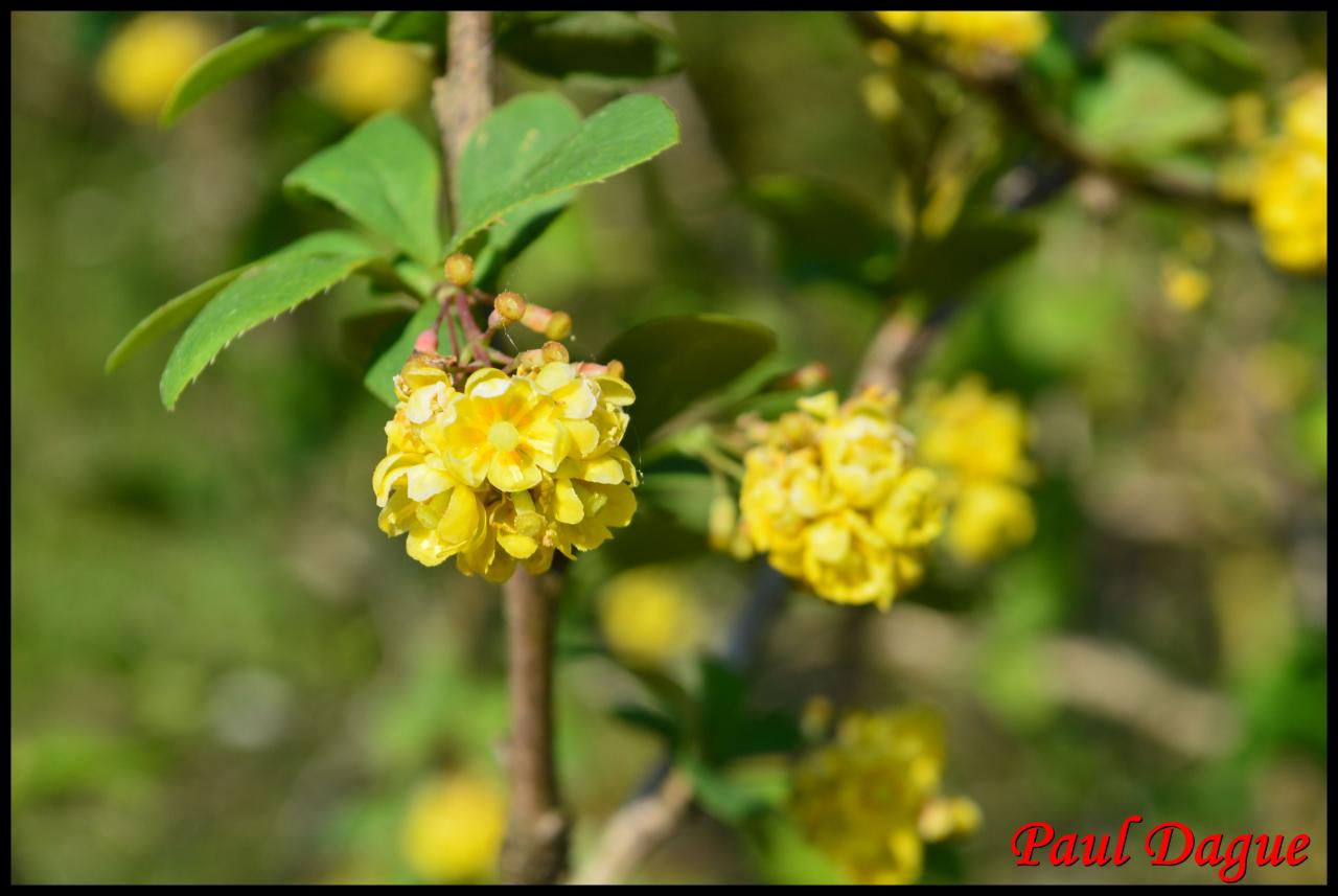 épine vinette-berberis vulgaris-berberidacée