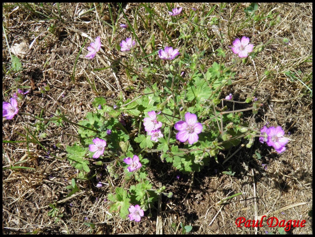 géranium à feuilles molles-geranium molle-geraniacée