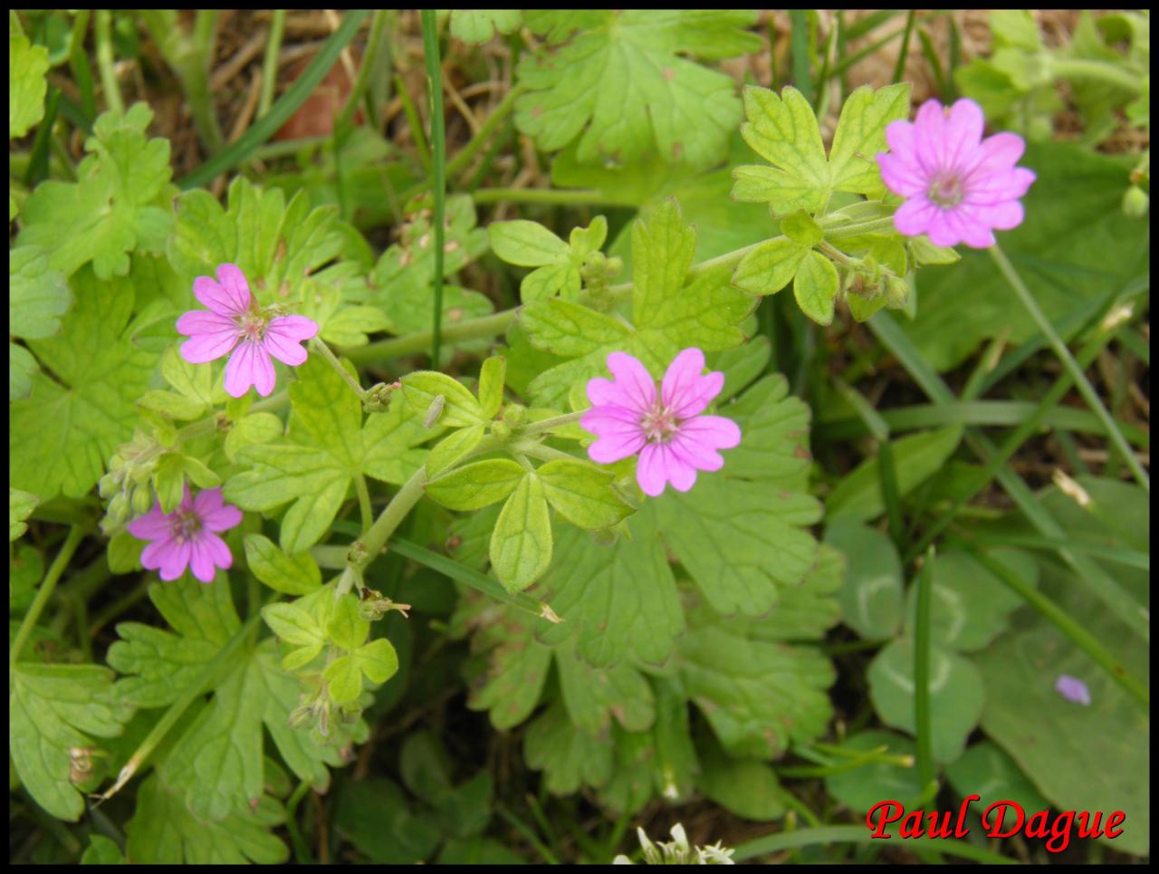 géranium à feuilles molles-geranium molle-geramiacée