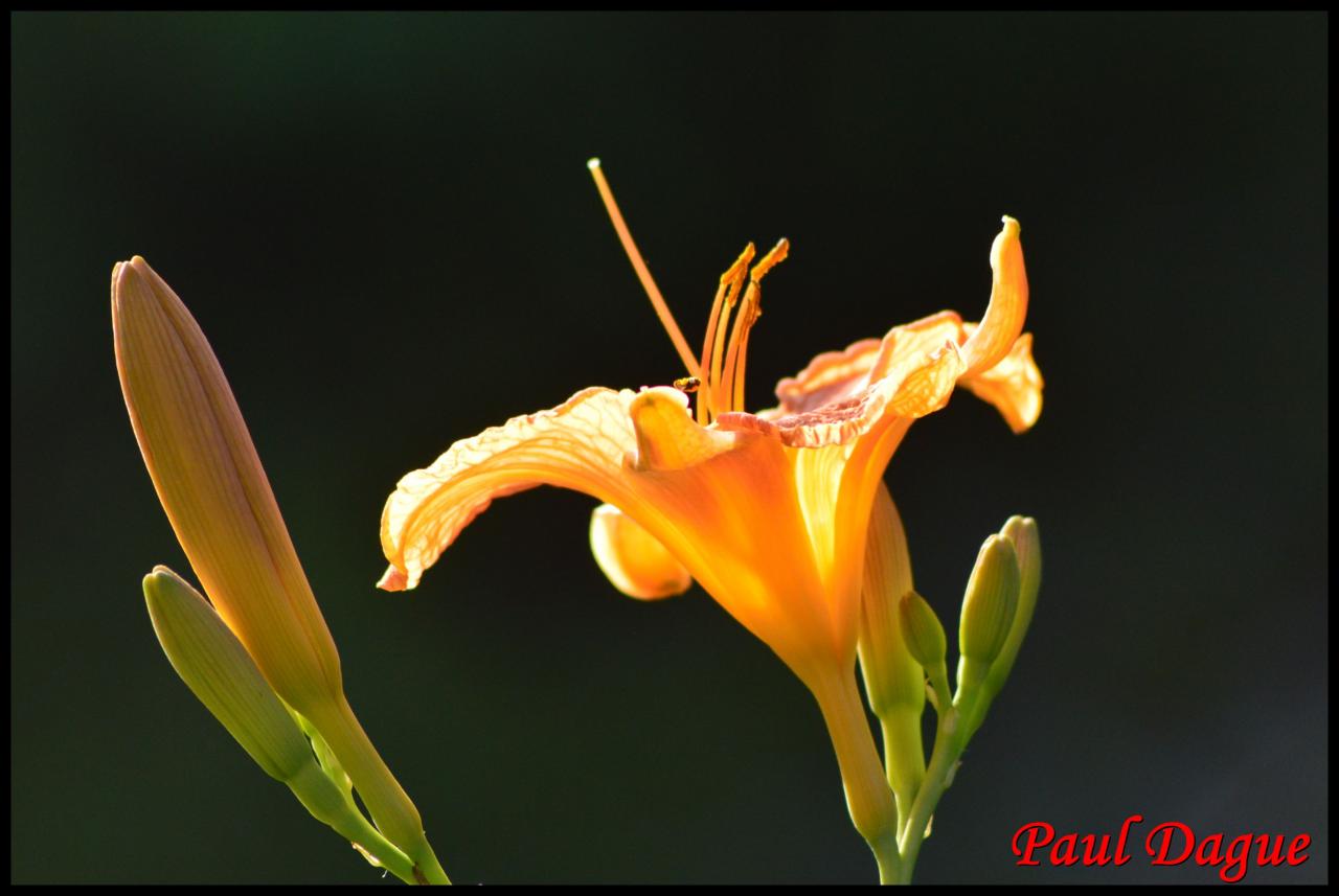 hémérocalle fauve-hemerocallis fulva-hemerocallidac