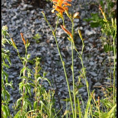 fleurs orange à 6 pétales