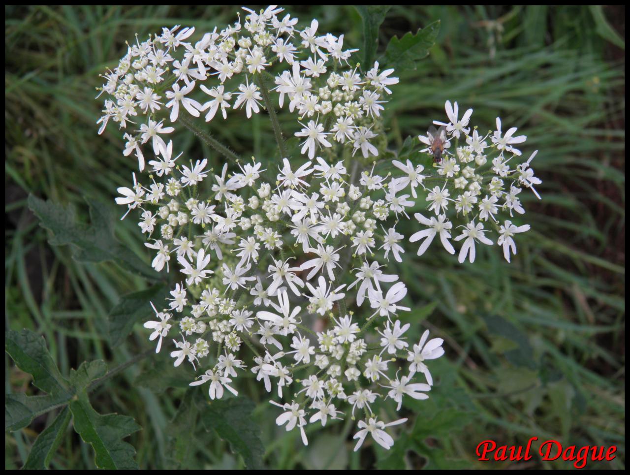 berce des prés-heracleum sphondylium-apiacée