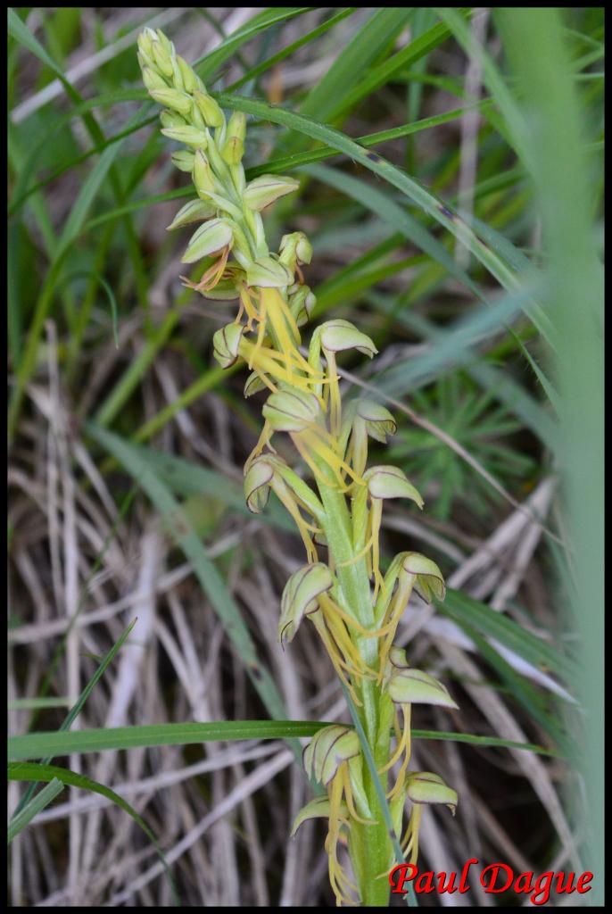 acéras homme pendu-orchis anthropophora-orchidacée