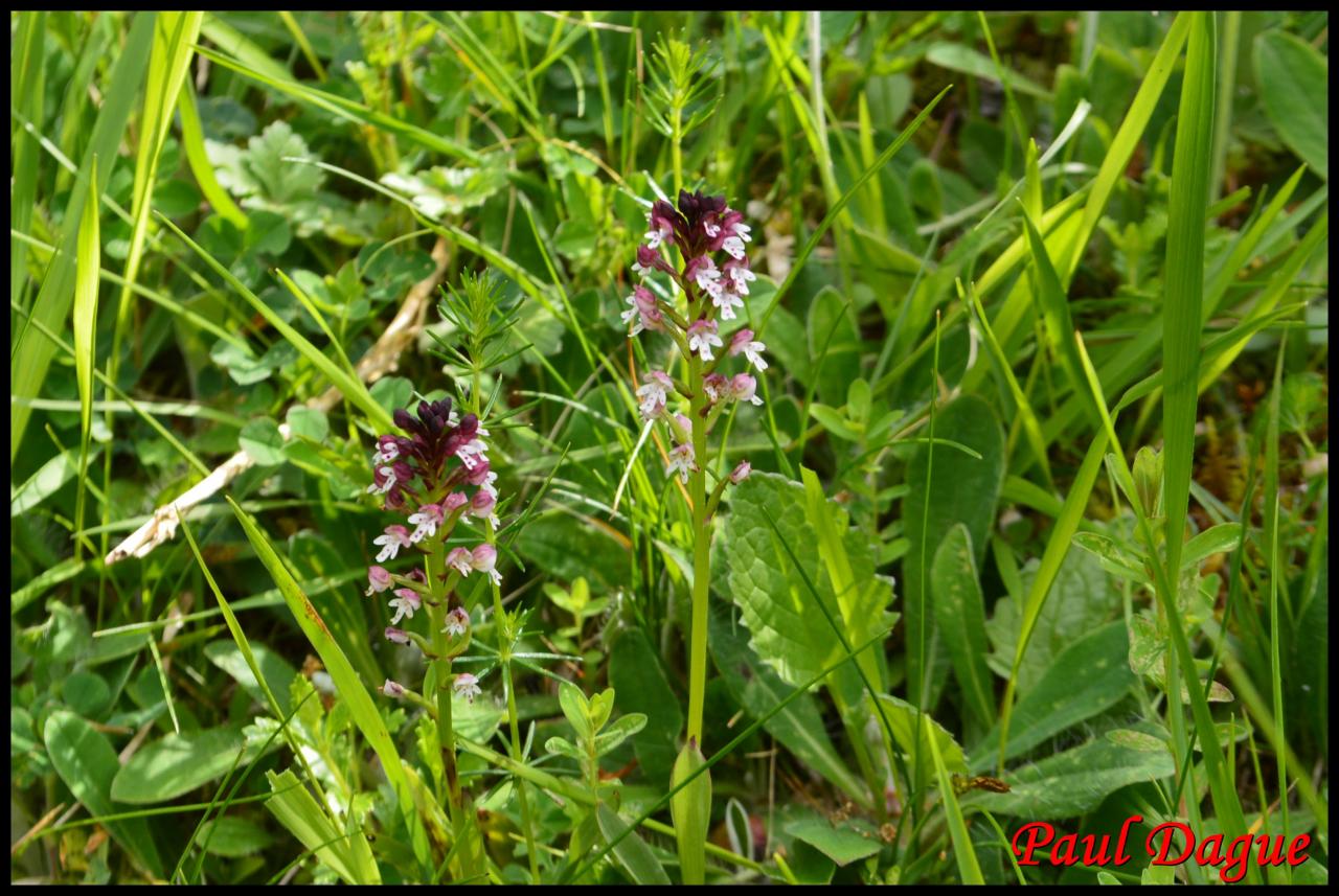 orchis brûlé-neotinea ustulata-orchidacée