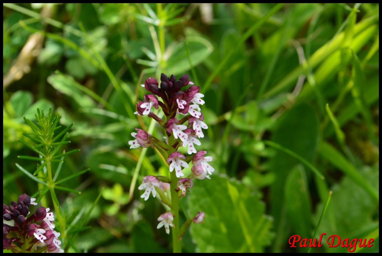 orchis brûlé-neotinea ustulata-orchidacée