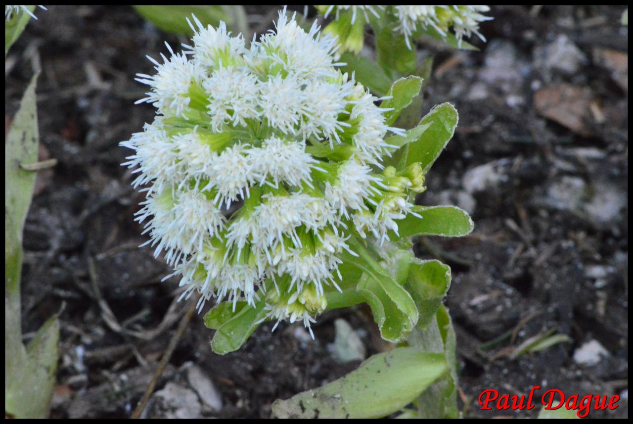 pétasite blanche-petasite albus-asteracée