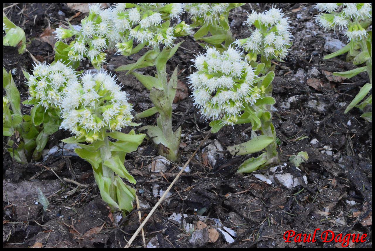 pétasite blanche-petasite albus-asteracée