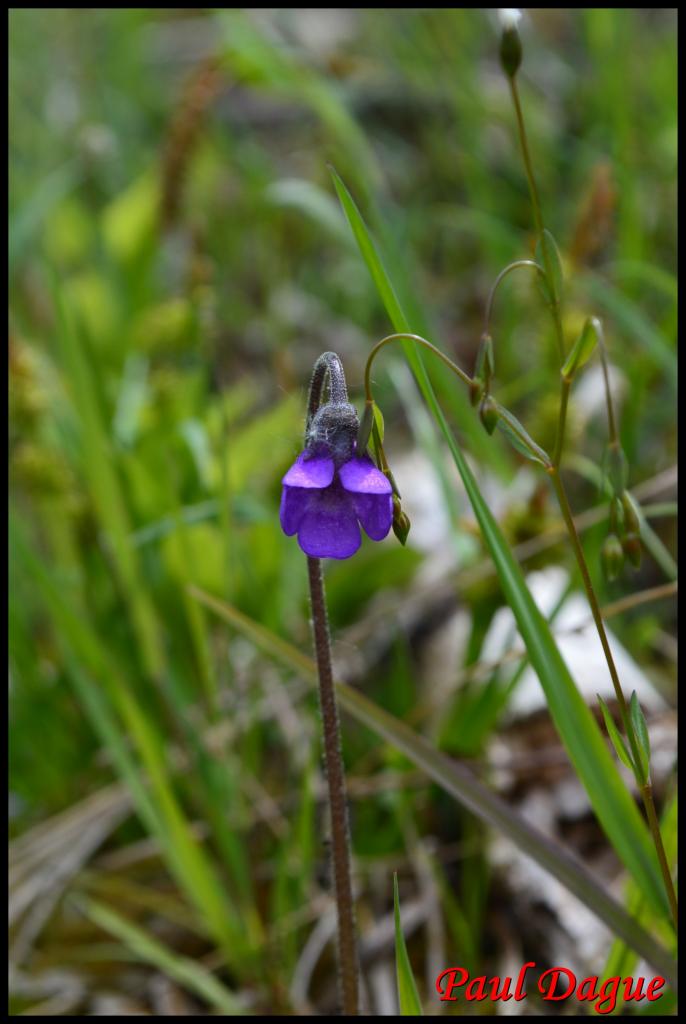 grassette commune-pinguicula vulgaris-lentibulariacée