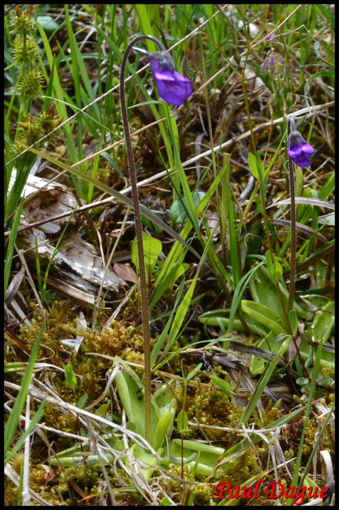 grassette commune-pinguicula vulgaris-lentibulariacée