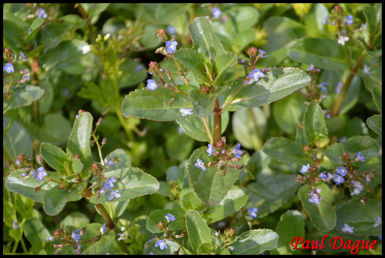 salade de chouette-veronica beccabunga-scrophulariaceae 