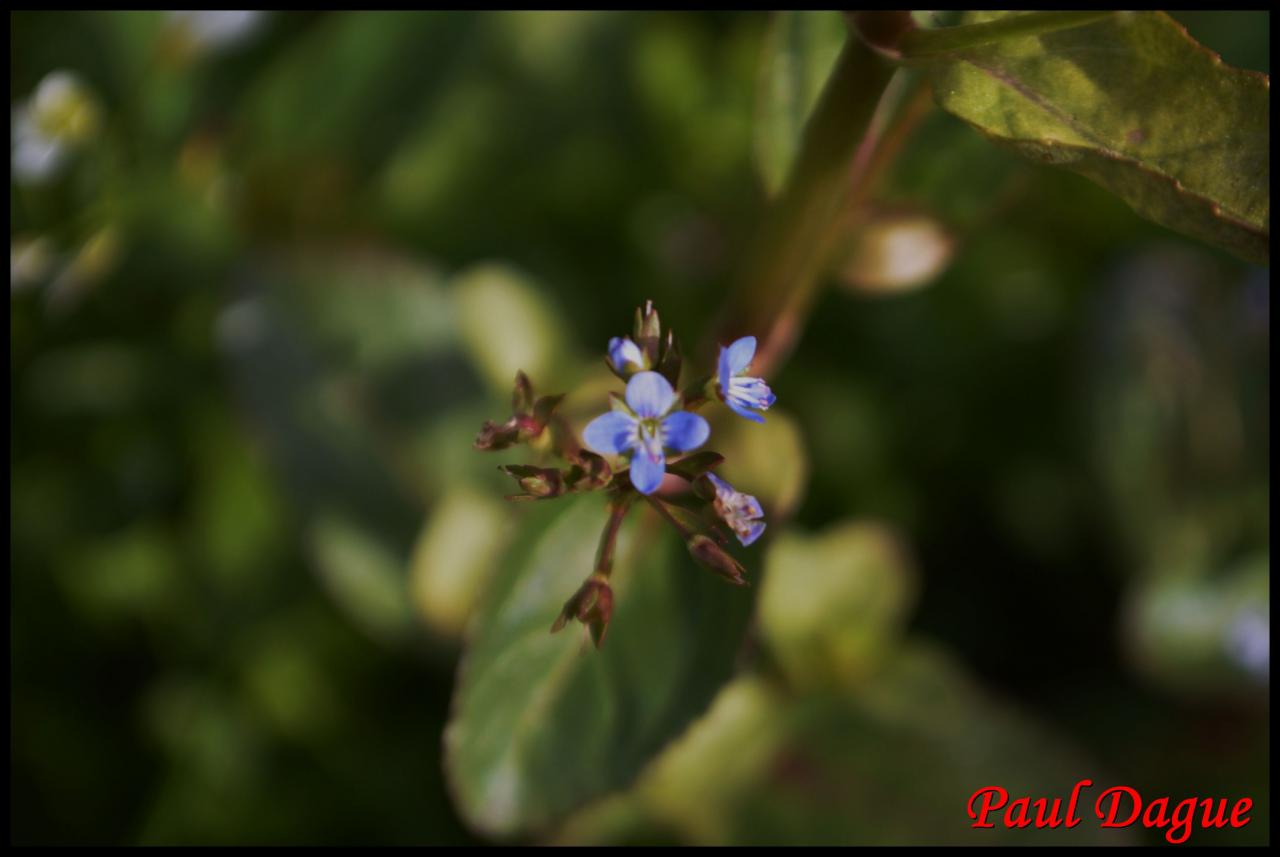 salade de chouette-veronica beccabunga-scrophulariaceae