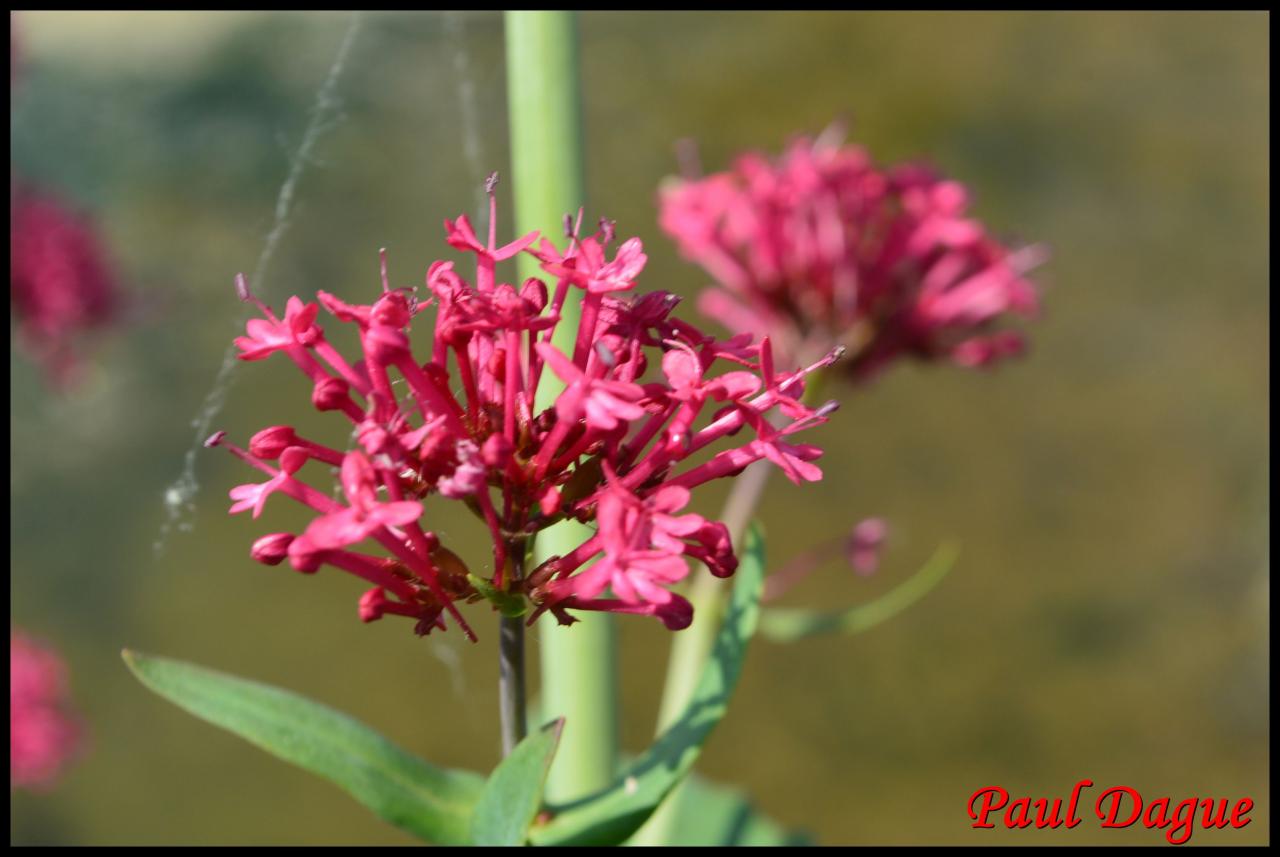 valériane rouge-centranthus ruber-valérianacée