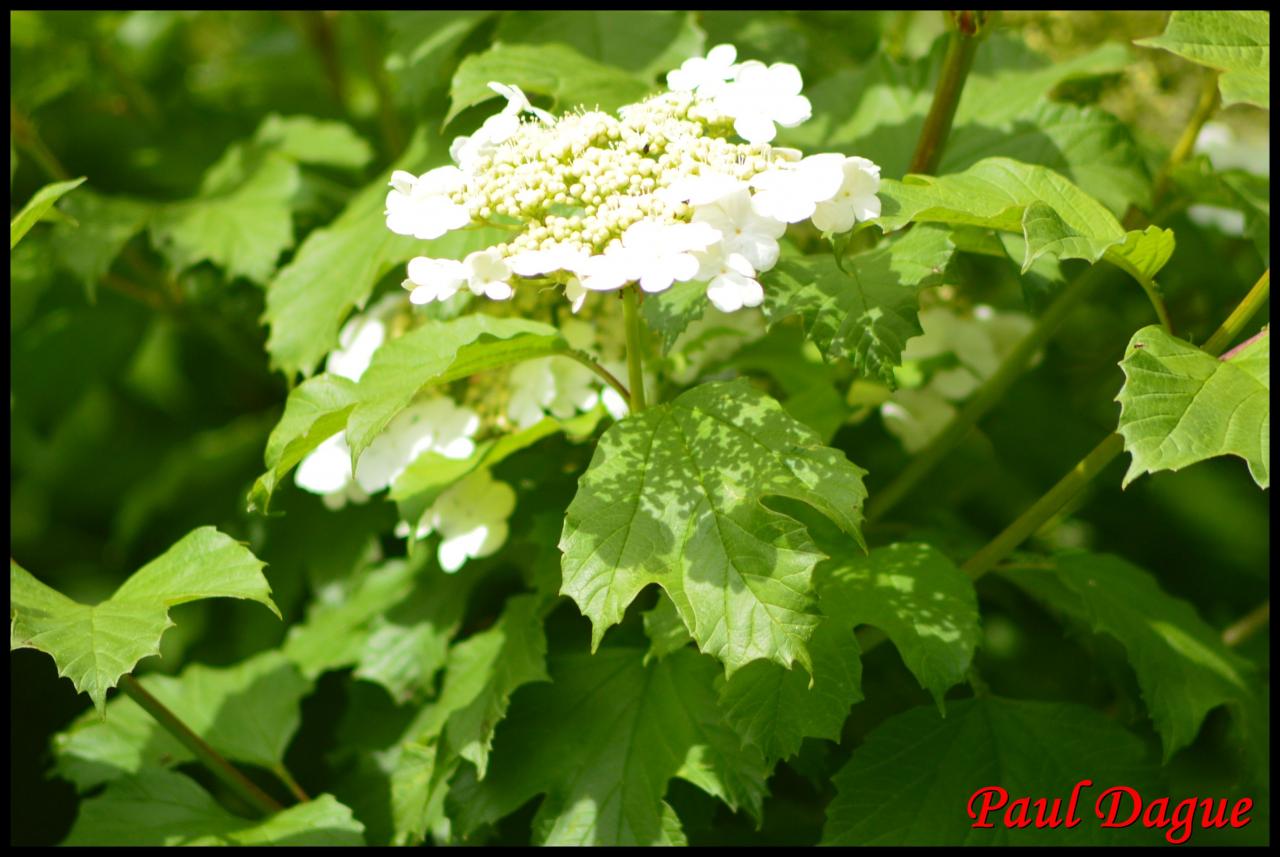 boule de neige-viburnum opulus-caprifoliacée