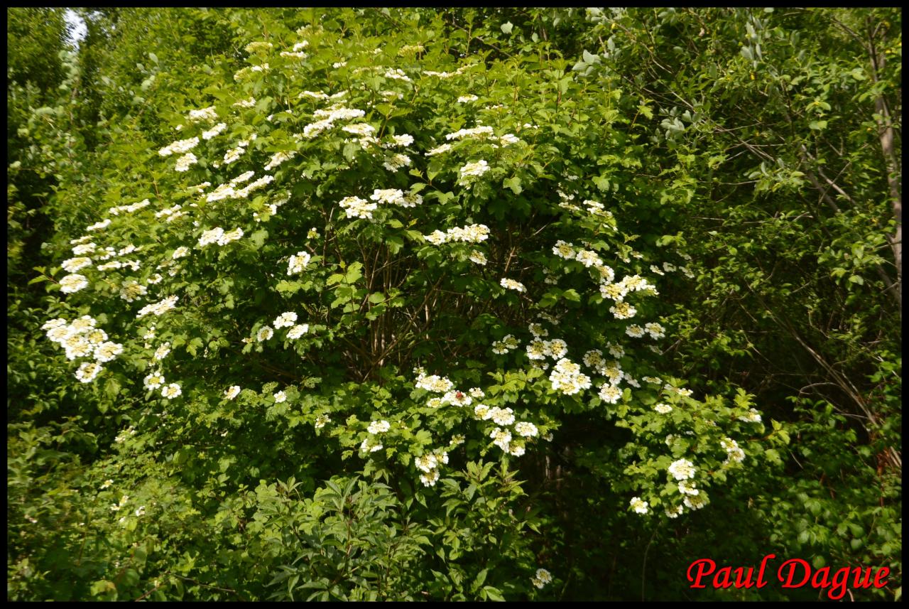 boule de neige-viburnum opulus-caprifoliacée