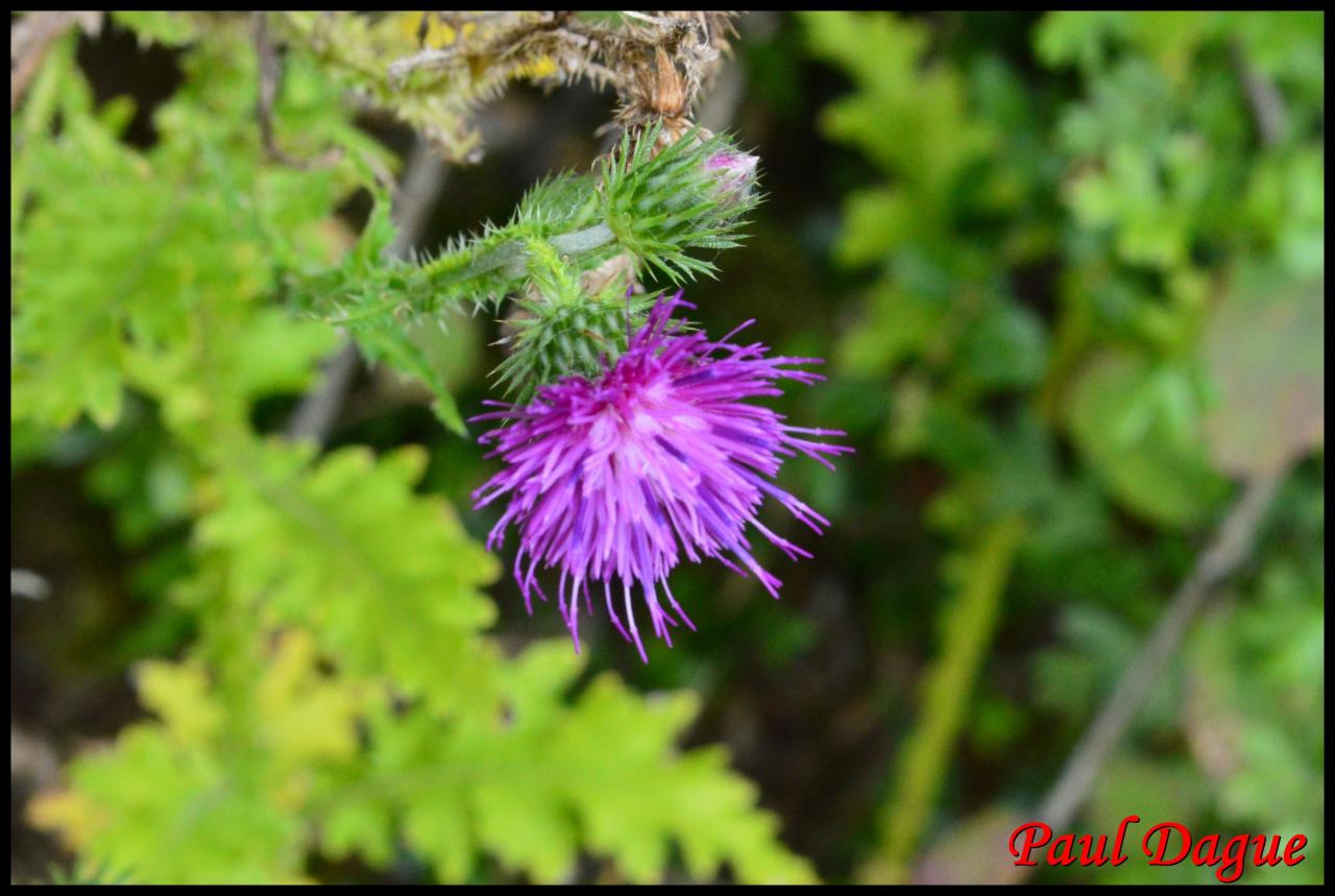 chardon crèpu-carduus crispus-astéracée