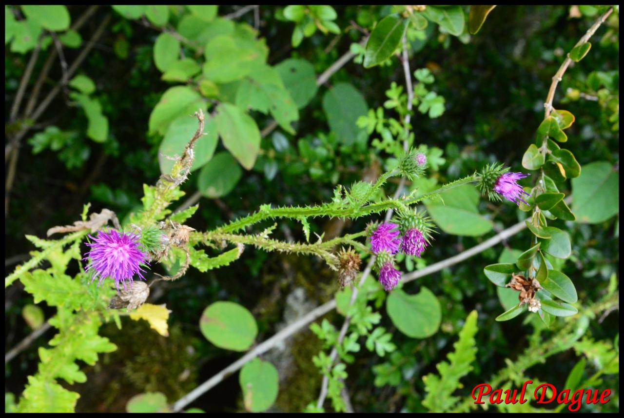 chardon crèpu-carduus crispus-astéracée