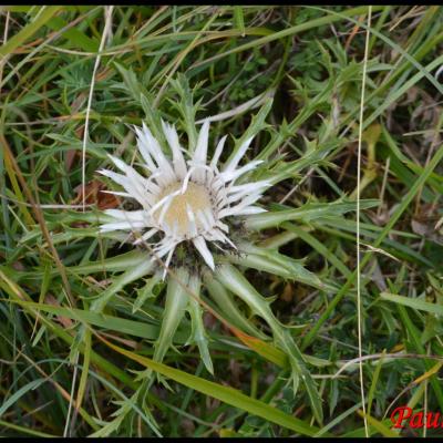 fleurs blanches en capitule