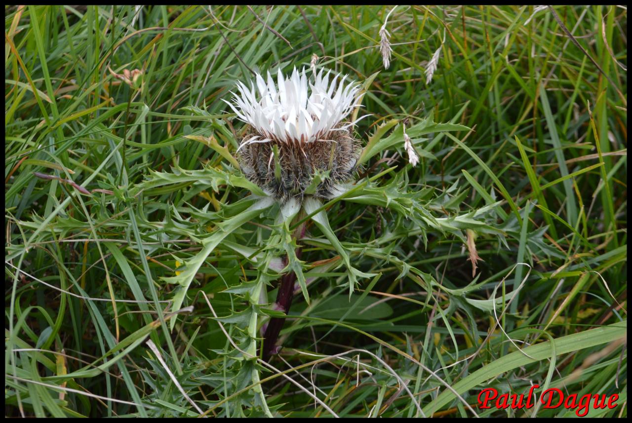 carline élevée-carlina acaulis-asteracée