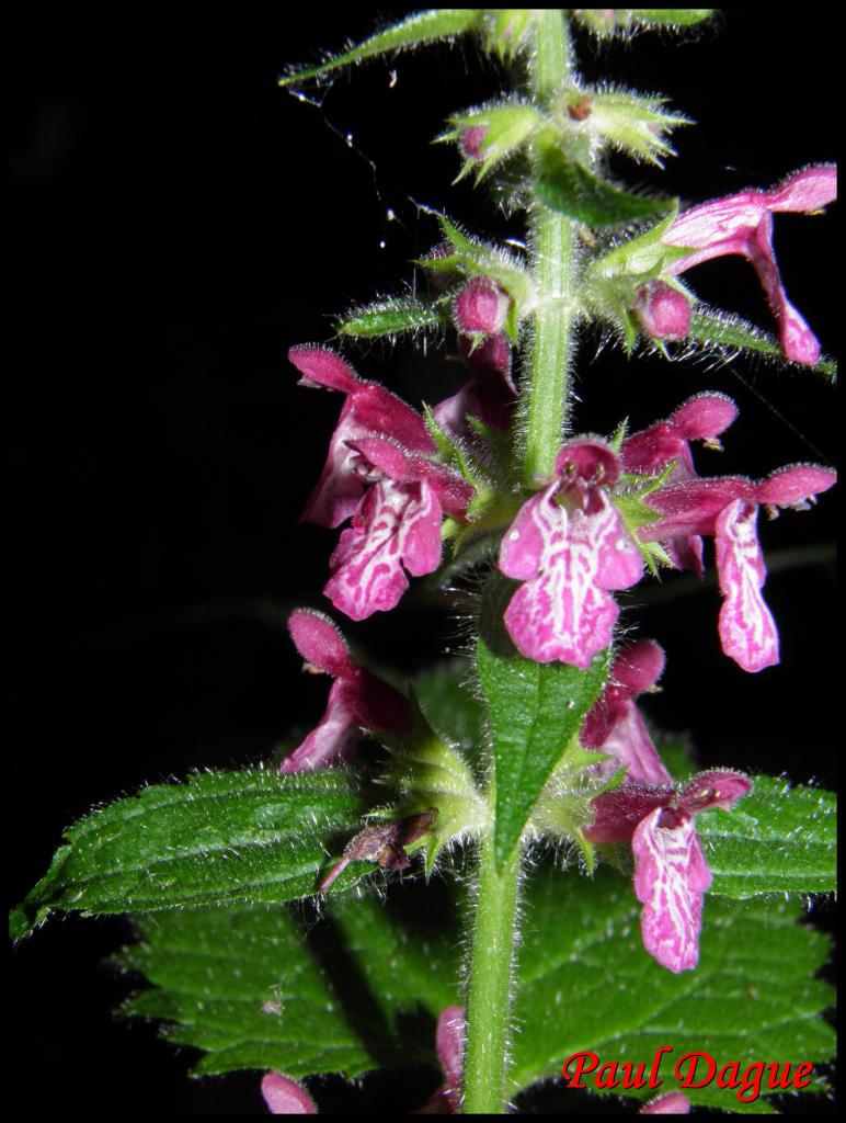 épiaire des forêts-stachys sylvatica-lamiacée