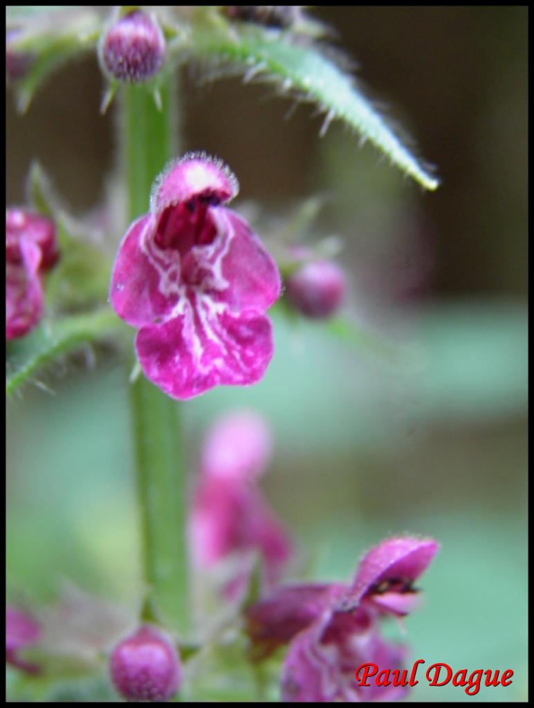 épiaire des forêts-stachys sylvatica-lamiacée