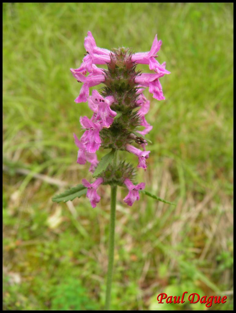 épiaire officinale-stachys officinalis-lamiacée